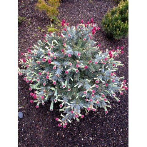 Продам ялину Hermann Naue, висота 15-20 см, продам ялину Герман Науе