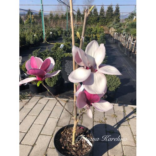 Продам саджанці магнолії Пікардс Рубі, висота 150+ см, продам саджанець магнолії Pickard's Ruby