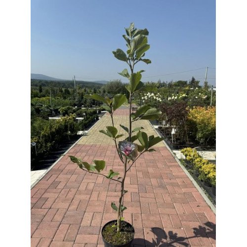 Продам саджанець магнолії Сейлем, висота 150 см, продам саджанець магнолії WB Salem