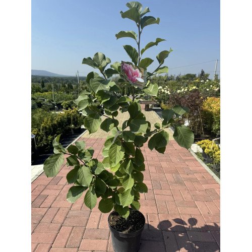 Магнолія Satisfaction продам саджанець, висота 150 см, продам саджанець магнолії  Satisfaction