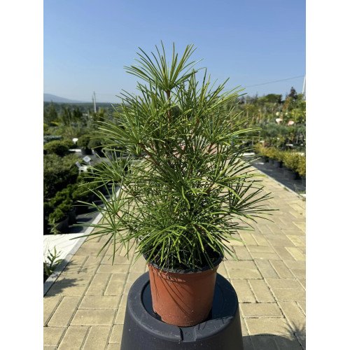 Продам саджанець сціадопітіса вертікала, висота 30-40 см, продам саджанець сциадопідіса