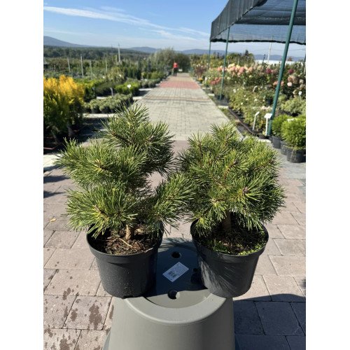 Продам саджанець сосни Біллабонг, висота 30-40 см, продам саджанець сосни Billabong