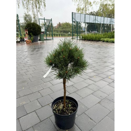 Продам саджанець сосни Compressa на штамбі, висота 40 см