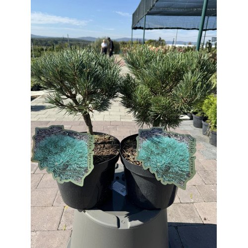 Продам саджанець сосни Френшам, висота 20 см, продам саджанець сосни Frensham