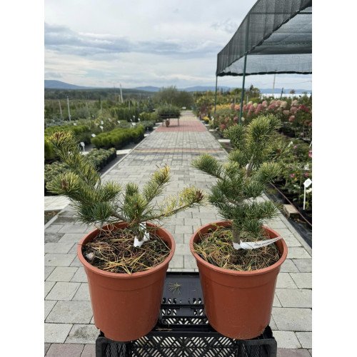 Продам саджанець сосни Фукай, висота 15-20 см, продам саджанці сосни Fukai