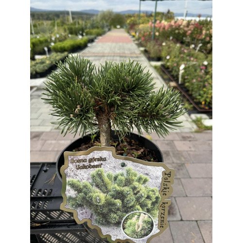 Продам саджанці сосни Якобсен, висота 20 см, продам саджанці сосни Jakobsen