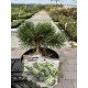 Продам саджанці сосни Якобсен, висота 20 см, продам саджанці сосни Jakobsen