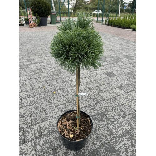 Продам саджанець сосни Ліл Вульф, висота штамбу 40-50 см, продам саджанець сосни Lil Wolf