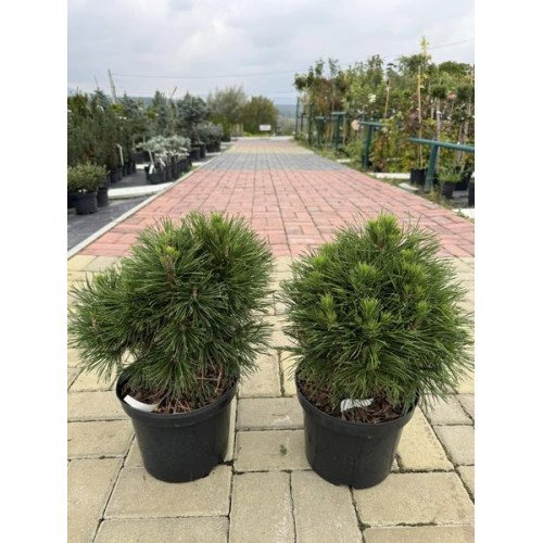 Продам саджанець сосни Варелла, висота 40 см, продам сосну Varella