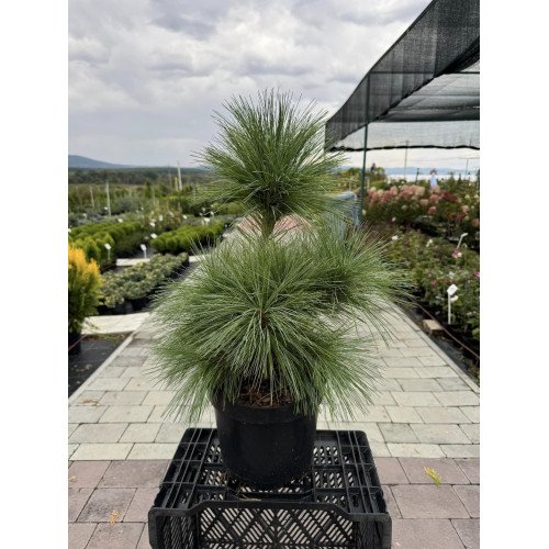 Продам садажнець сосни Вієтхорст, висота 30-40 см, продам саджанець сосни Wiethorst