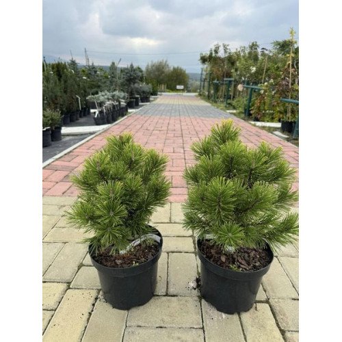 Продам саджанець сосни Вінтер Голд, висота 30-40 см, продам сосну Winter Gold