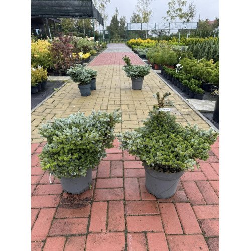 Продам саджанець ялиці Айсбрекер, висота 40 см, продам саджанець ялиці Ice breaker