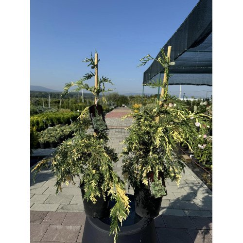 Продам саджанець кипарисовик Gloria Polonica, висота 55-60 см, продам кипарисовик Gloria Polonica