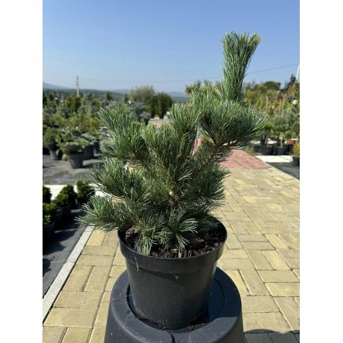 Продам сосну Чікуза Готен, висота 30 см, продам сосну Chikuza Goten