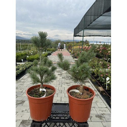 Продам саджанці сосни Сапфір, висота 30-40 см, купити сосну Saphir