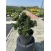 Продам саджанець ялини Томпа, висота 10-15 см, продам саджанець ялини Tompa